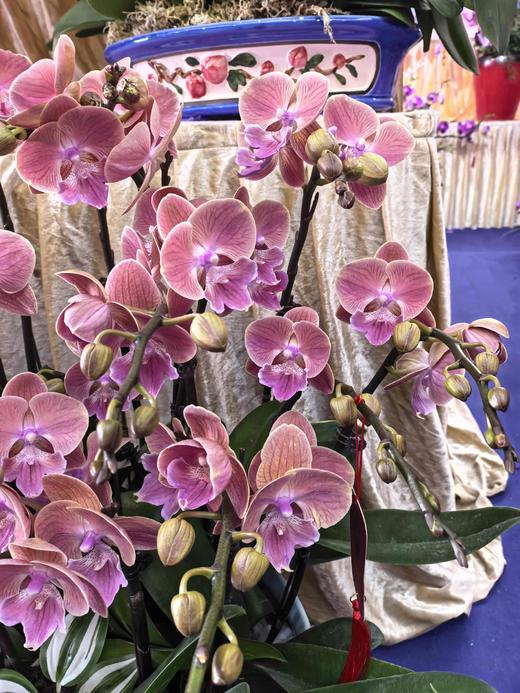 蝴蝶兰盆栽唯美16支 商品图4