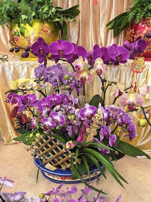 蝴蝶兰盆栽盆景造型混搭 商品图1