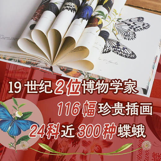 【特装版】蝶之恋：博物画中的蝴蝶 商品图3