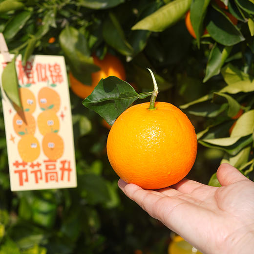 秭归蜜糖血橙 富含硒元素、番茄红素、花青素、β-胡萝卜素 原产地现摘现发 不催熟不打蜡不打农药 JD快递发货 商品图4