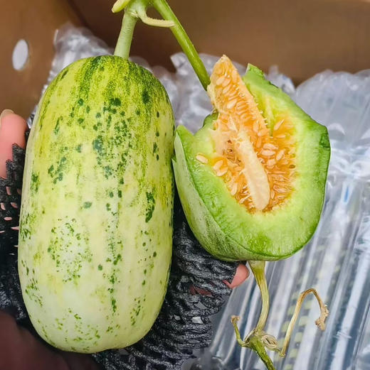 【博洋芸蜜玲珑酥瓜系列】酥甜爽口，原生态栽培！高颜值，口感赞，瘦身达人推荐好伴侣 商品图5