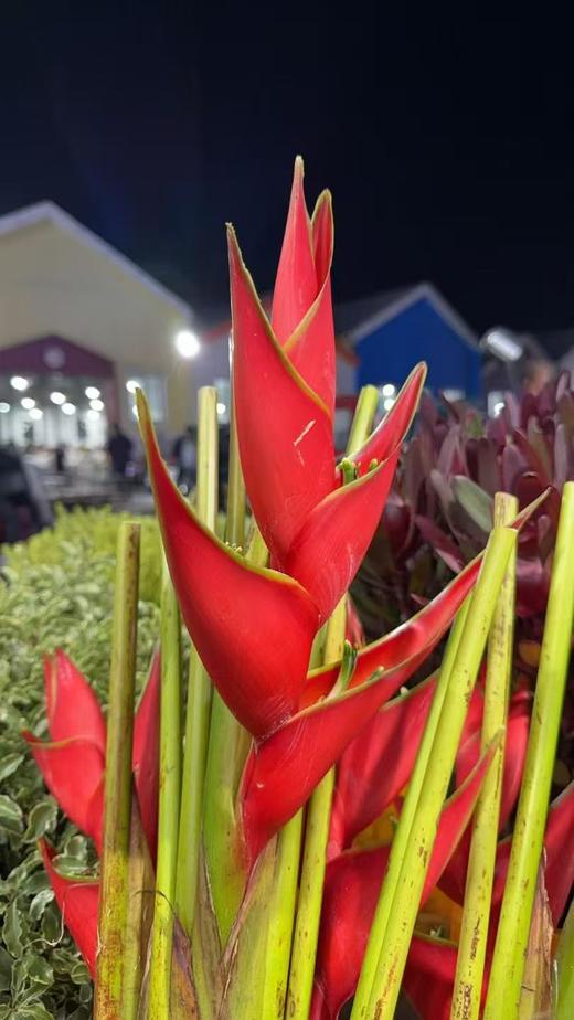 蟹钳（富贵鸟） 商品图0