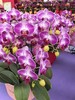 蝴蝶兰盆栽天堂鸟10支 商品缩略图2
