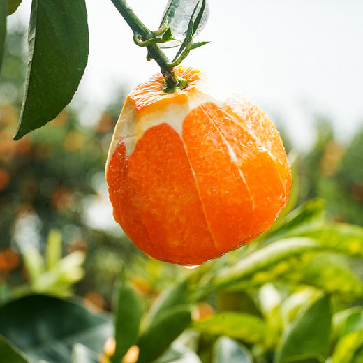 秭归蜜糖血橙 富含硒元素、番茄红素、花青素、β-胡萝卜素 原产地现摘现发 不催熟不打蜡不打农药 JD快递发货 商品图1