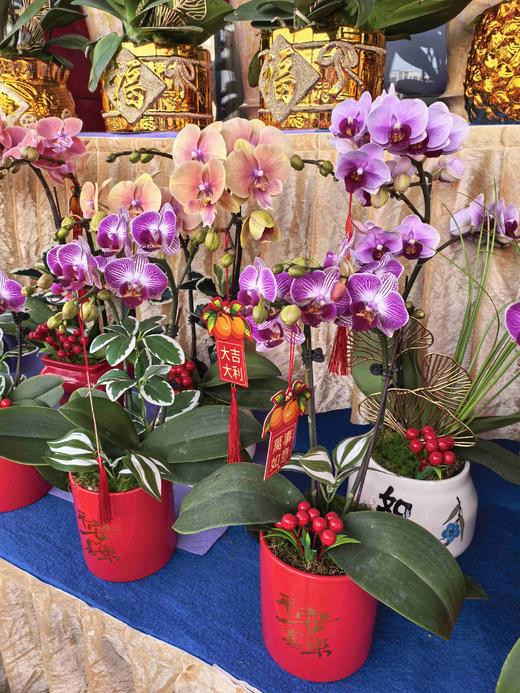 蝴蝶兰小盆栽 商品图4