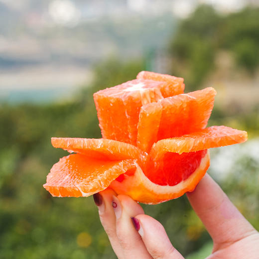 秭归蜜糖血橙 富含硒元素、番茄红素、花青素、β-胡萝卜素 原产地现摘现发 不催熟不打蜡不打农药 JD快递发货 商品图0