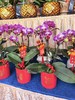 蝴蝶兰小盆栽 商品缩略图1