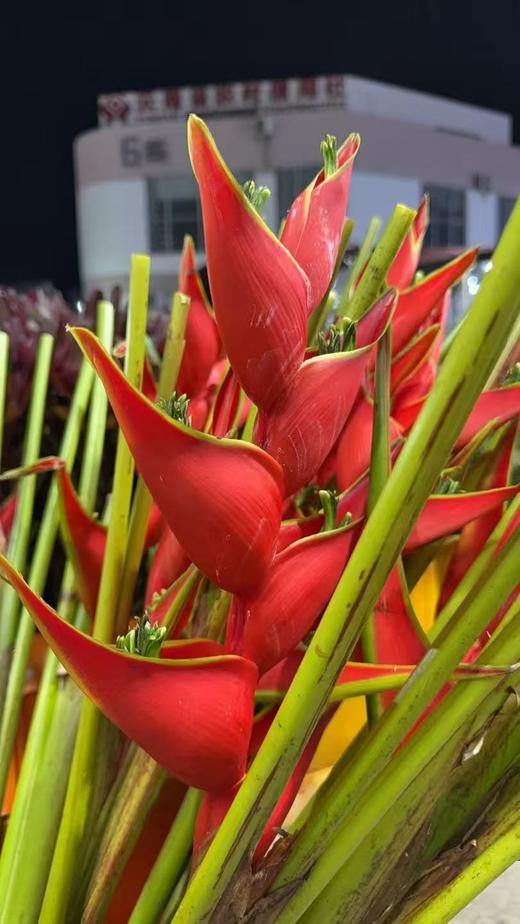 蟹钳（富贵鸟） 商品图2