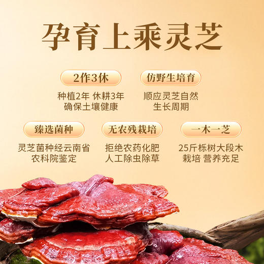 滋仙草灵芝原浆饮（30ml*7袋）/盒 商品图2