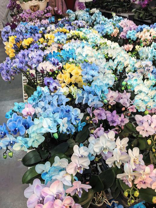 马卡龙蝴蝶兰1支 商品图14