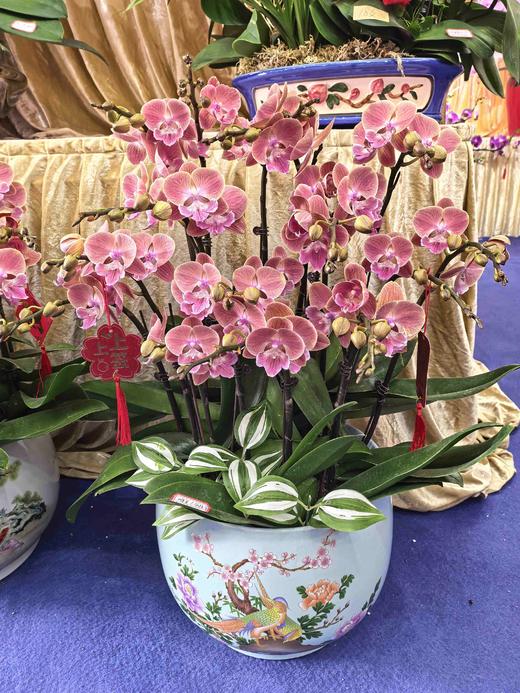 蝴蝶兰盆栽唯美16支 商品图3