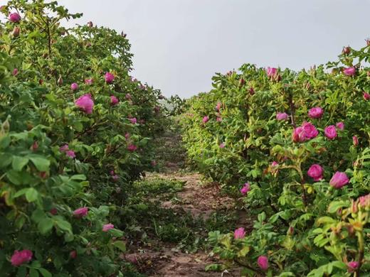【推荐】酵素玫瑰花茶 、生态种植、人工除草、200多项农残检测 商品图4