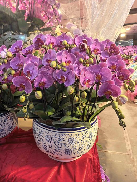 蝴蝶兰盆栽石榴水晶8支 商品图0