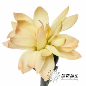 多头康乃馨 | 美人蕉