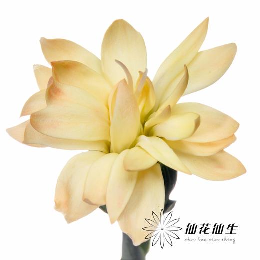 多头康乃馨 | 美人蕉 商品图0