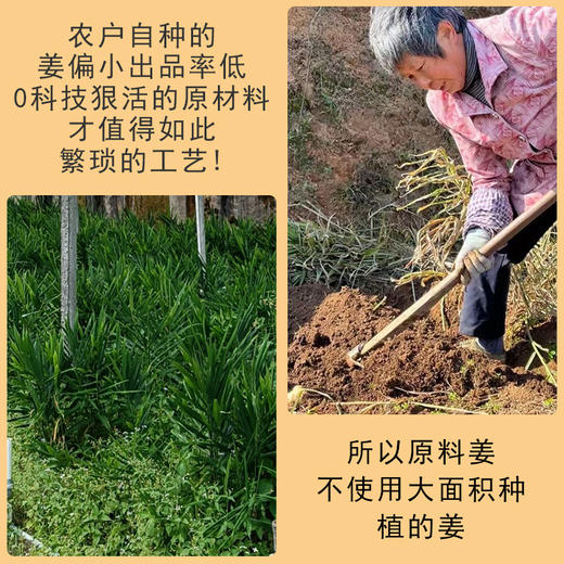 九蒸九晒干姜片 商品图3
