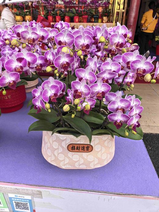 蝴蝶兰盆栽天堂鸟10支 商品图1