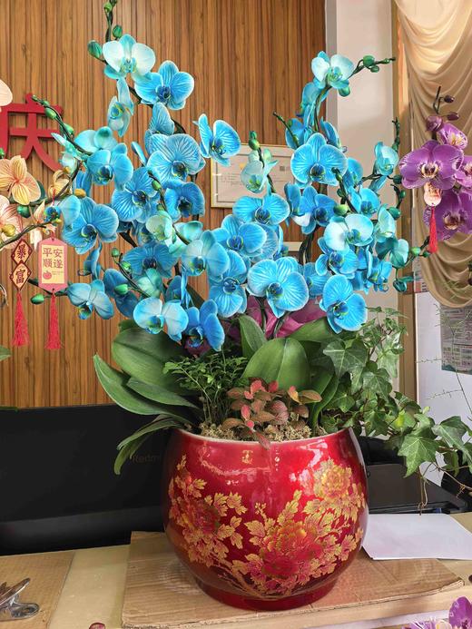 马卡龙盆栽10支 商品图1