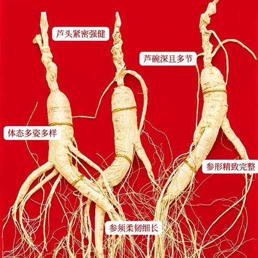 【长白山人参】林下参礼品盒装50g 商品图2