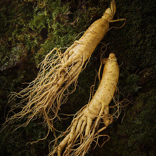 【粉丝专属❗️顺丰直达🔥长白山鲜人参】深入长白山参地采摘，甄选足龄人参，参味更浓，精气更足，营养丰富！东北土特产 袋装保鲜参煲汤泡酒参L 商品图1