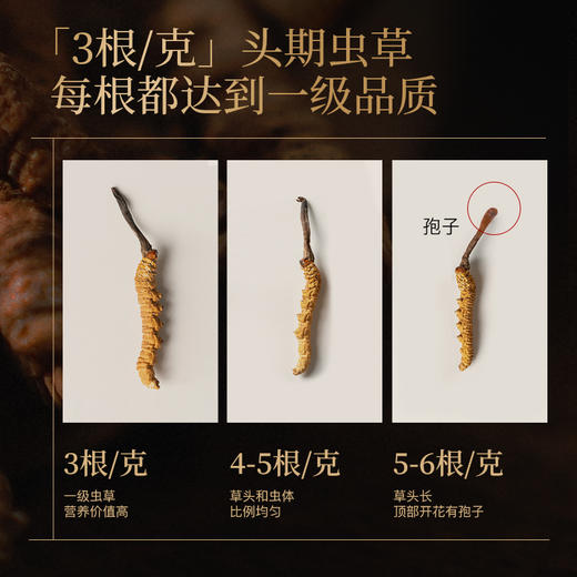 【大眼睛-2月】羽心堂 雪顶曜日冬虫夏草 10根特级 虫草 孕妇不可用 国内发货 商品图4