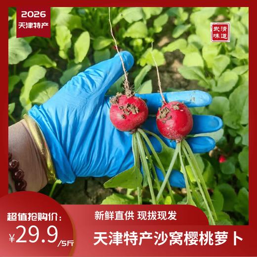 【樱桃萝卜】天津特产沙窝产地樱桃萝卜29.9元5斤！现拔现发，顺丰包邮，送货上门! 商品图0