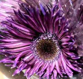 非洲菊 | 染色非洲菊洋葱紫【人工吸色有色差， 介意慎拍】