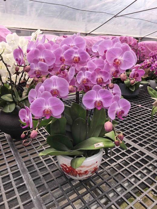 蝴蝶兰盆栽粉色8支 商品图0