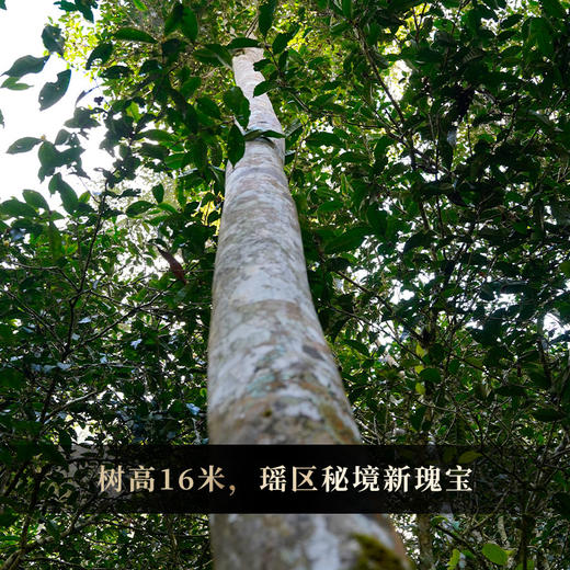 蕞鼎级产品【吉票】2020年易武瑶族至宝—九荒山茶王，树高16米，瑶区秘境新瑰宝，年底回馈喜欢极致口感的茶友，357克/饼*5，锡罐包装 商品图8