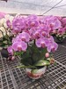 蝴蝶兰盆栽粉色8支 商品缩略图2
