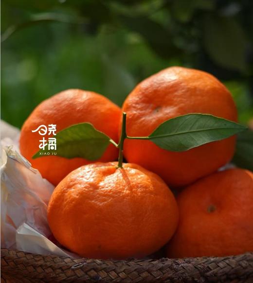 大橘甘平  8-12枚约5.5-6斤礼盒装 商品图0