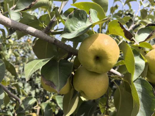 新疆玉露香梨  6斤礼盒装/约7-8枚 商品图6