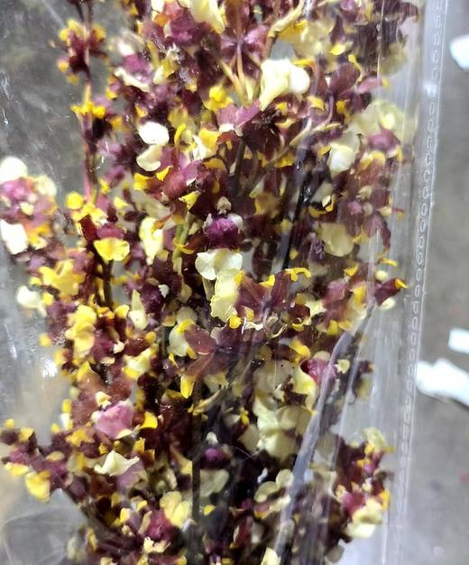 香水兰 | 香妃黄 商品图0