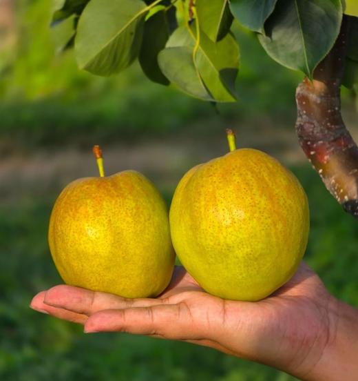 新疆玉露香梨  6斤礼盒装/约7-8枚 商品图0