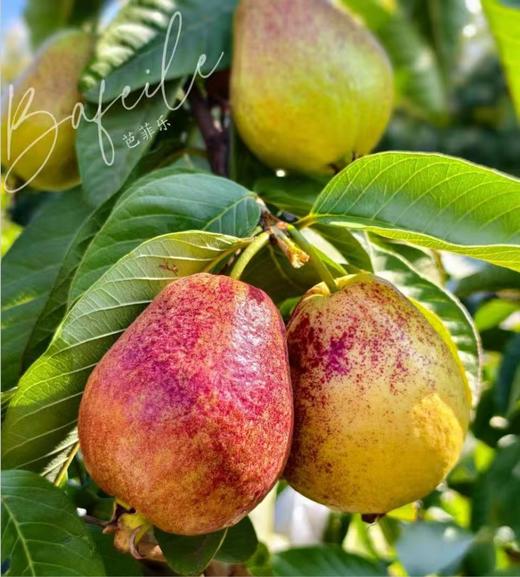 奶油红心芭乐  4斤礼盒装 商品图0