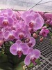蝴蝶兰盆栽粉色8支 商品缩略图1