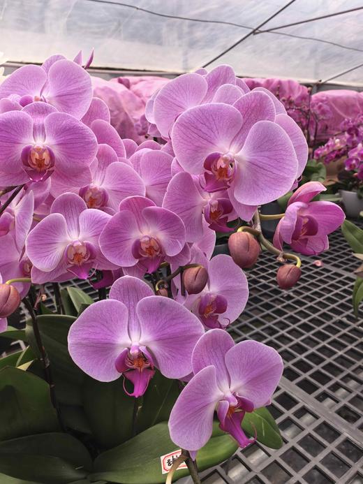 蝴蝶兰盆栽粉色8支 商品图1