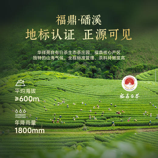华祥苑-150g白茶寿眉小金饼（ECA) 商品图3