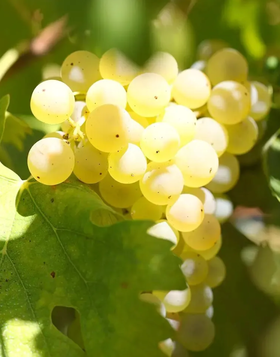 堪比“抱树养生”，戴上木中珍品老绿檀，抬手间淡淡檀香！