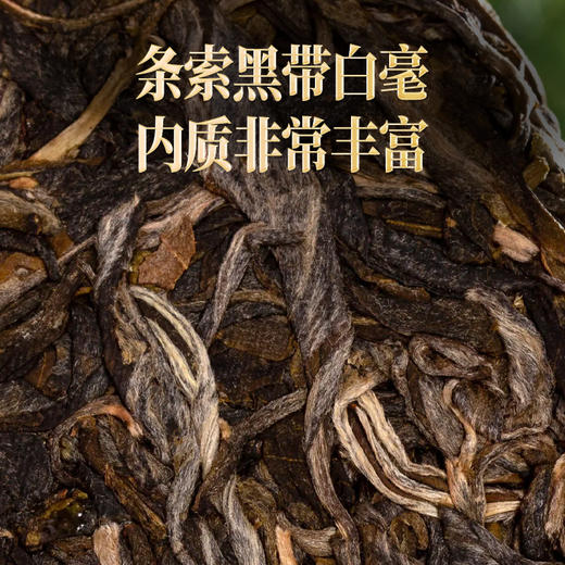 【大年初二限时首发】2026年头春马年生肖纪念易武冷水河高杆古树生茶饼茶357克/片 商品图2