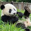 熊猫蜀遇—双飞纯玩5日游 商品缩略图0