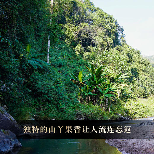 蕞鼎级产品【吉票】2020年易武瑶族至宝—九荒山茶王，树高16米，瑶区秘境新瑰宝，年底回馈喜欢极致口感的茶友，357克/饼*5，锡罐包装 商品图9