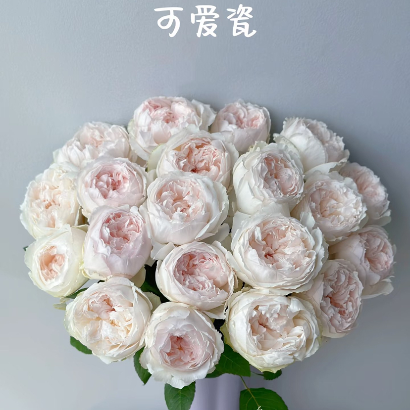 国产玫瑰-可爱瓷-20枝