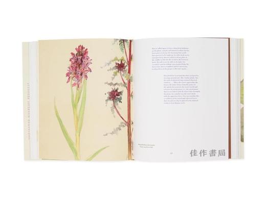 Hilma af Klint: What Stands Behind the Flowers / 希尔玛·阿夫·克林特：繁花背后的真相 商品图2