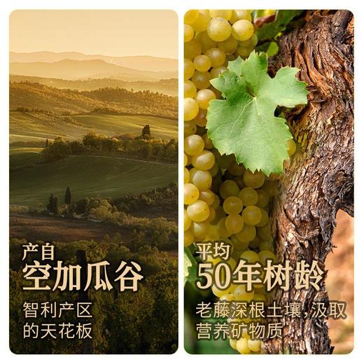 傲鱼智利原装原瓶进口红酒尊蓝W5干白葡萄酒水果酒整箱礼盒装 商品图3