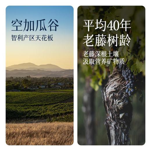 傲鱼智利原装原瓶进口红酒尊蓝R4干红葡萄酒水果酒礼盒整箱 商品图3
