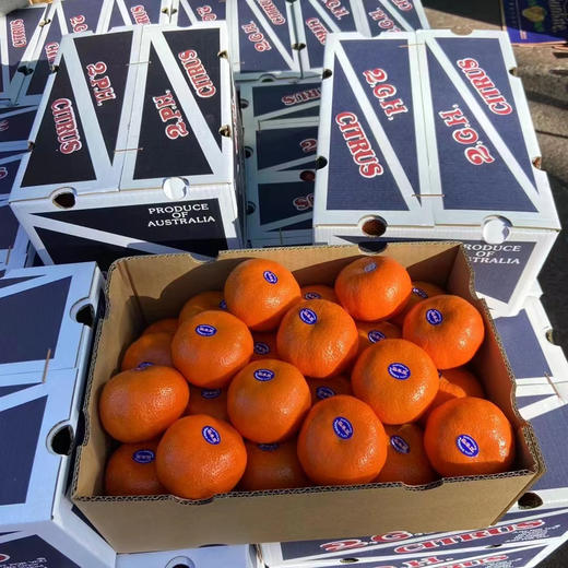 2ph蜜柑 商品图4