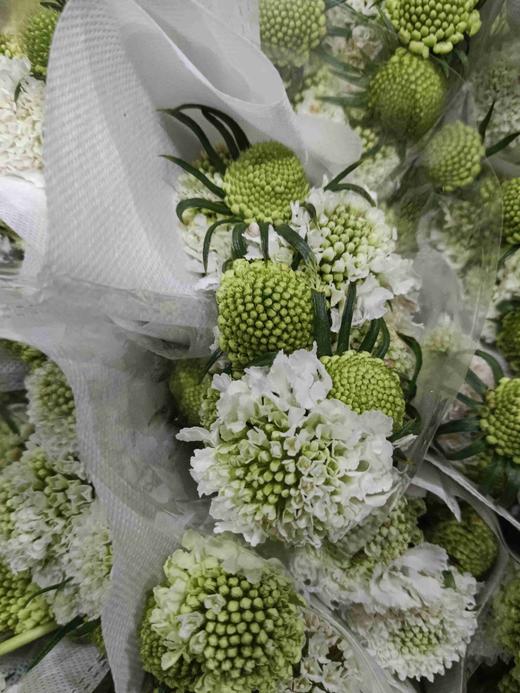 松虫草配色 商品图7