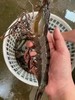 &深海大黑虎虾🦐超级靓，肉质紧实Q弹油焖白灼红烧皆可！新鲜活冻 商品缩略图0