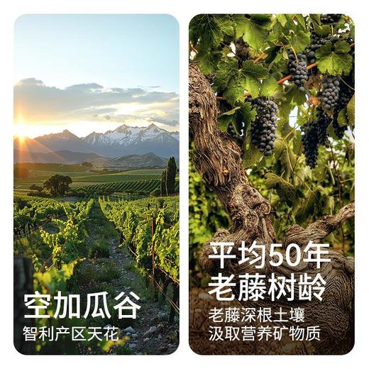 傲鱼智利原装原瓶进口红酒尊蓝R5干红葡萄酒整箱送礼盒装 商品图3
